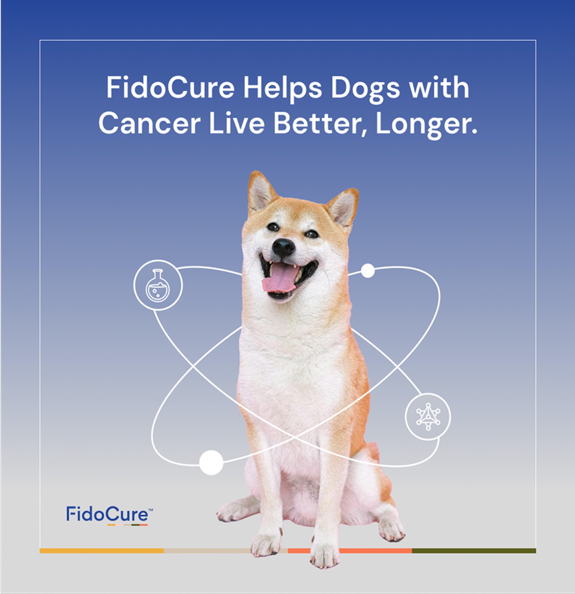 FidoCure post: 'FidoCure Helps Dogs with Cancer Live Better, Longer' with the Shiba Inu